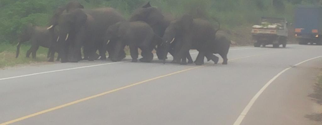 KYENJOJO  ELEPHANTS CROSSING IN THE FORESTS OF KYENJOJO DISTRICT